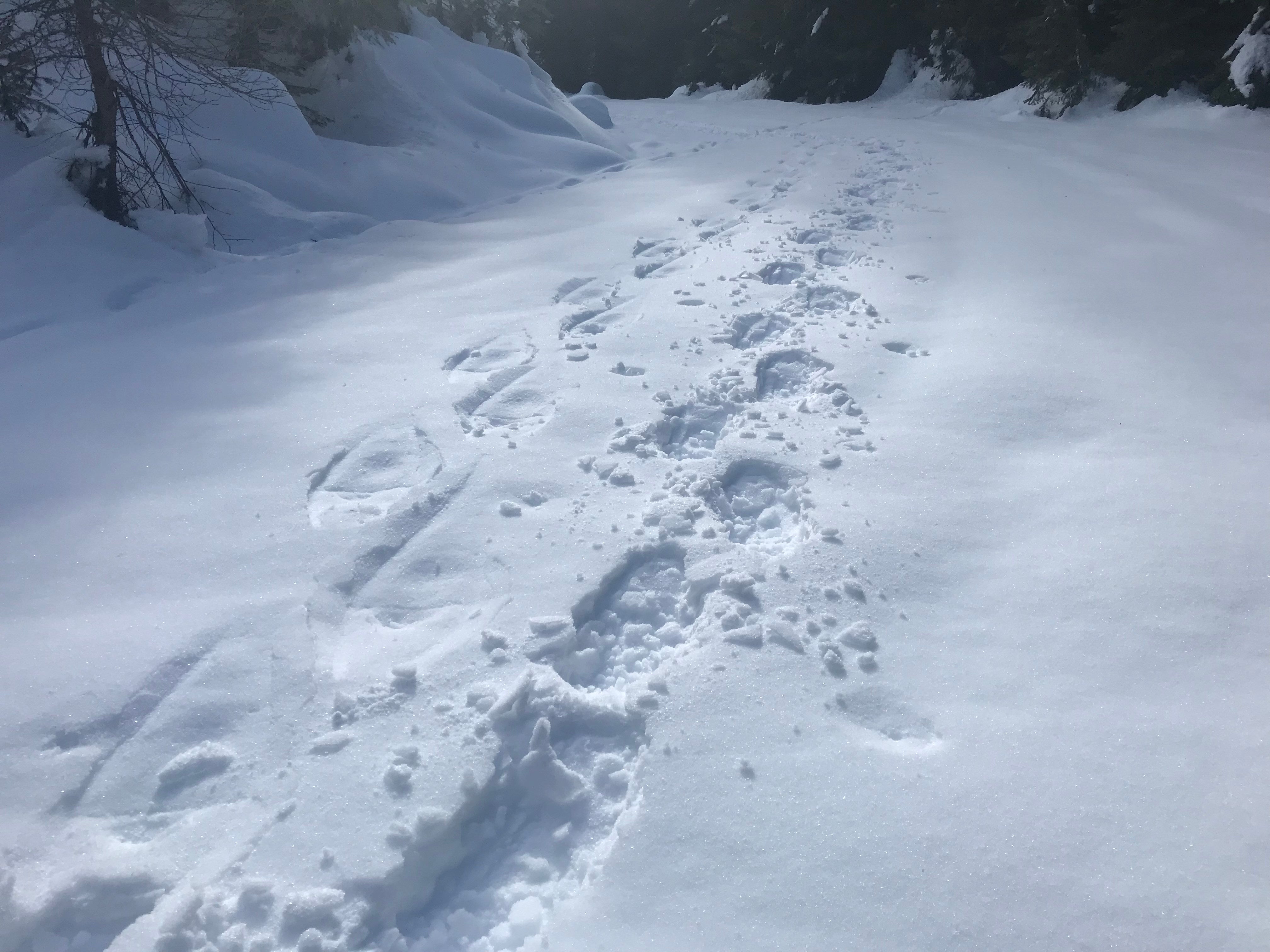 Snowshoe Performance