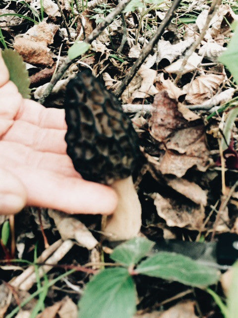 "Shrooming" Part II