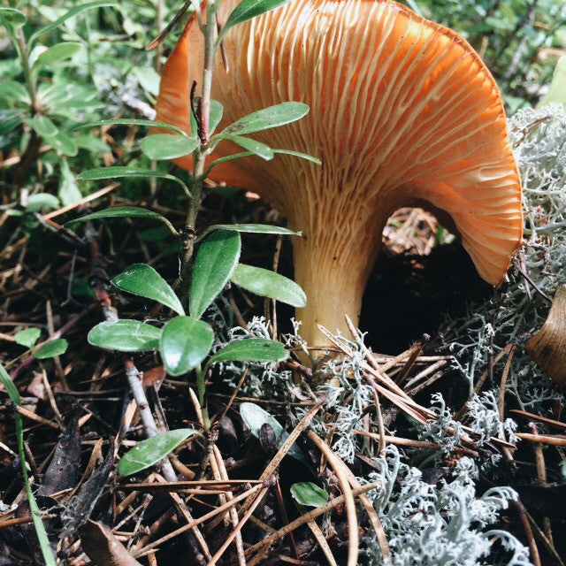 FINDING A MUSHROOM WOODS!