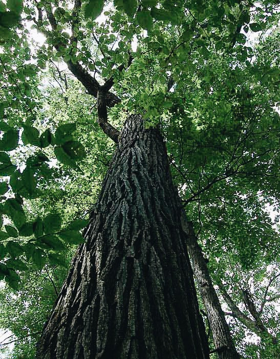 Red Oak and Price Setting