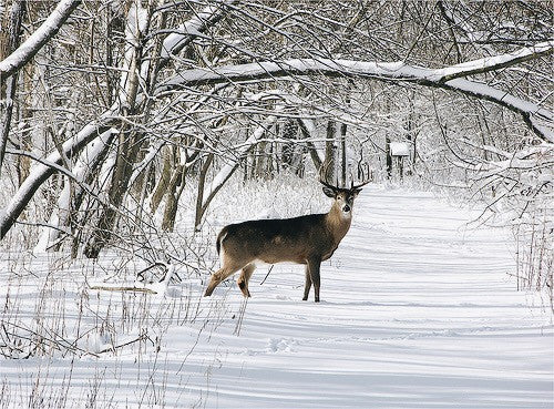 Deer Season