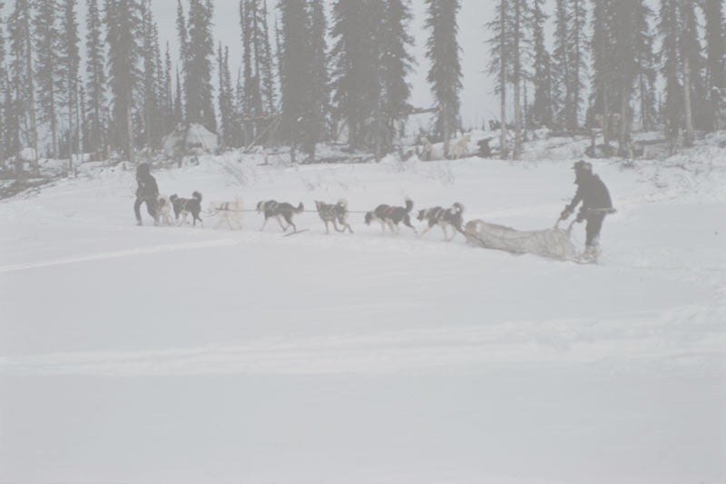 Alaskan Musher Sings Praises!