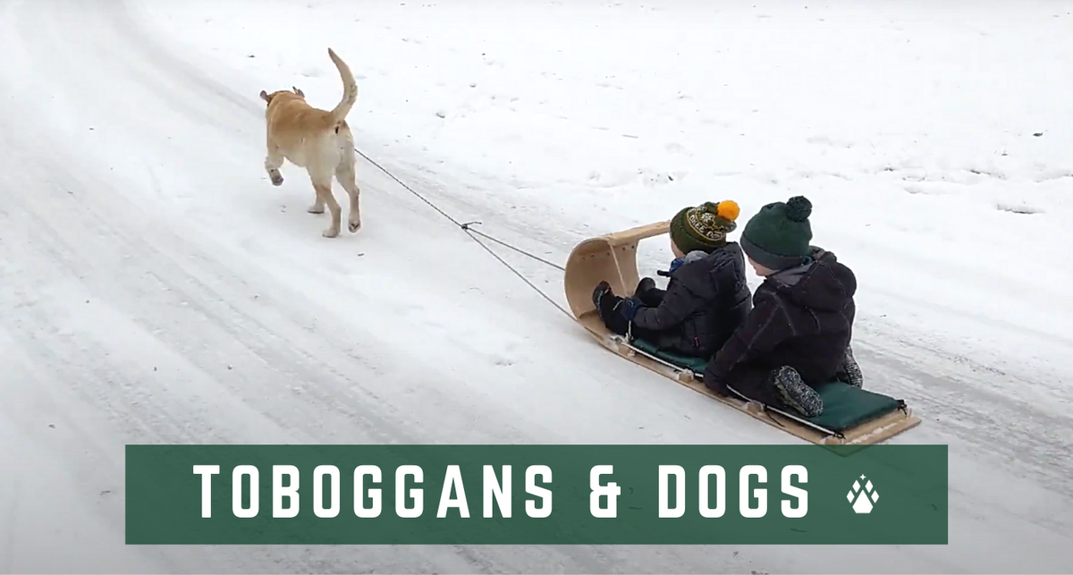 Toboggans and Dogs: The Third Wheel in Man’s Oldest Friendship